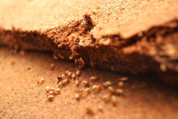 Ground dweller termites