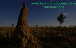 mound-building termites