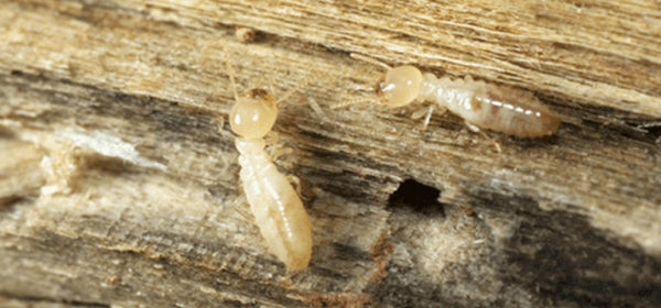 dry-wood termite